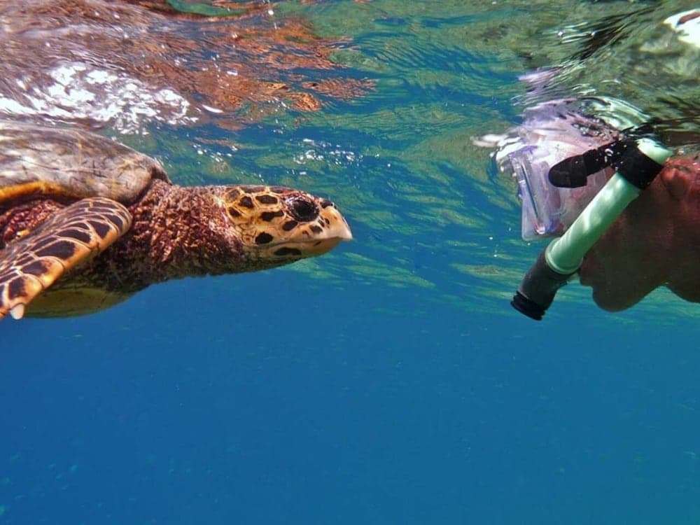 Velaa Vani - The Turtle Hive Maldives