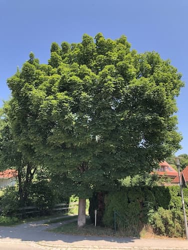 Pia's Nature Retreat