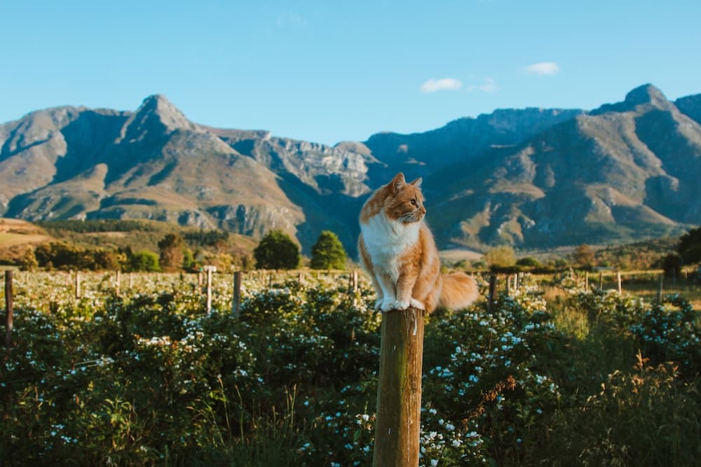 Wildebraam Berry Estate