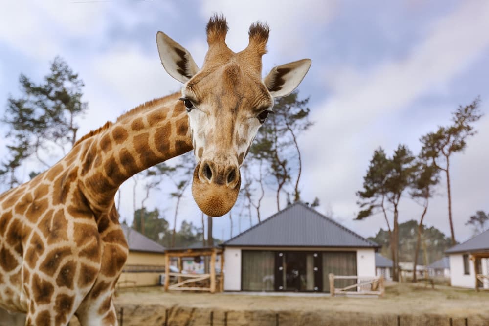 Safari Resort Beekse Bergen
