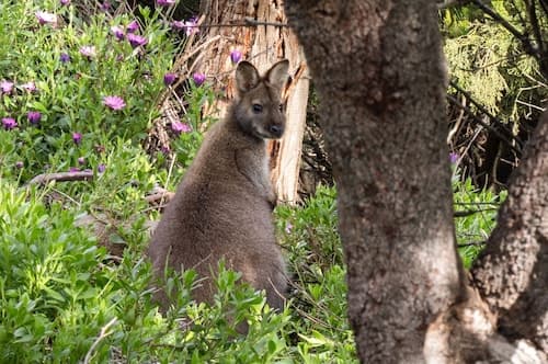 Bruny Island Escapes and Hotel Bruny