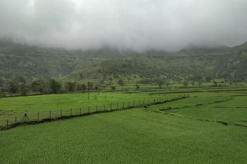 Touchwood Bliss