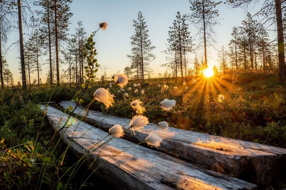 Metsä Kolo