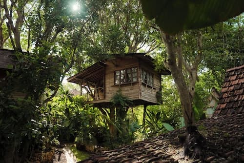 Roots Tree House