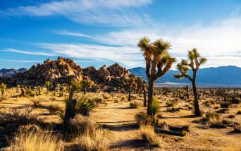Joshua Tree Gezi Rehberi: Unutulmaz Çöl Serüveni!
